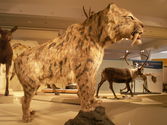 Smilodon