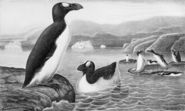 Great Auk