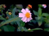 Okinawa, Japan Sights - Short Film