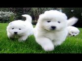 World's Fuzziest dogs