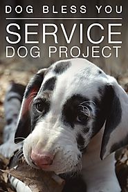 Service Dog Project - great danes | Explore.org