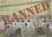 Beef Ban in Maharashtra