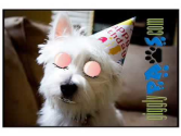 Funny Dog Video Clip Birthday Greetings West Highland Terrier Loves Cake!