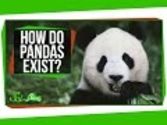 How Do Pandas Exist?