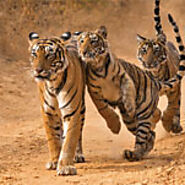 Online Jungle Safari Booking in Bandhavgarh National Park | Natures Sprout