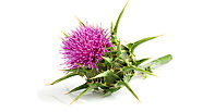 Milk Thistle For Liver Health - How Does It Help ? -Healthkart Blog
