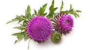 How Consuming Milk Thistle Extract Can Be Beneficial For You - HK Blog