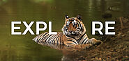 Ranthambore Safari - Explore the Wild with the Eye of the Tiger