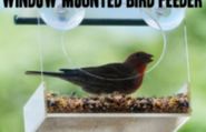 Cool Window Bird Feeders with Suction Cups - Affordable and Fun