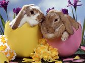 Easter Bunnies Images, Pics, Photos