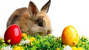 Easter Bunny Images, Pictures - Happy Easter Photos, Pics 2016