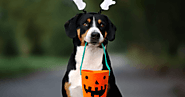 10 Helpful Halloween Safety Tips For Pets You Must Know