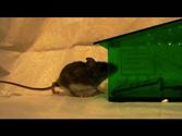 Humane mouse trap in slow motion