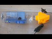 Catching 2 Mice in a Plastic Bottle