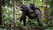 Gorilla Tours in Rwanda