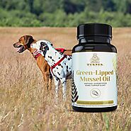 Benefits of TURNER Green Lipped Mussel Oil for Dog