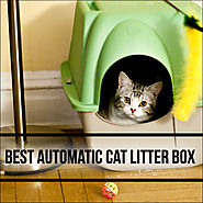 The 10 Best Automatic Cat Litter Boxes Reviews for 2015