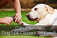 Can You Use Dog Nail Clippers on Cats?