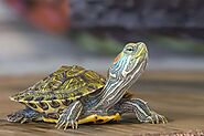 Pet Turtle Names: Cute and Quirky