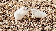Dwarf Hamster: The Cutest Little Bundle of Joy