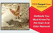 Top Methods For Pet Stain And Odor Removal | El Cajon, CA