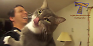 The Surprising Reason Humans Love Cat Videos