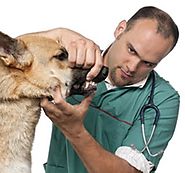 Key indicators for the overall health of your cat or dog