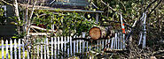 Guide to Prepare for Emergency Tree Removal Appointment