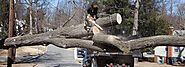 Know the Dangers of DIY Tree Removal