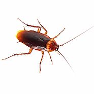 Roach Pest Control & Roach Exterminator St. Louis