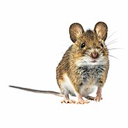 Mice Pest Control & Mouse Exterminator St. Louis