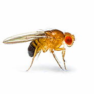 Fly Control & Fly Exterminator St. Louis
