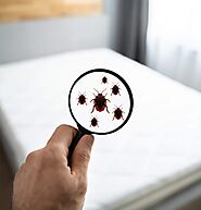 Bed Bugs – How Did They Get Into Your Home?