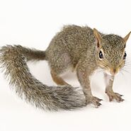 Squirrel Removal, Squirrel Attic Removal & Squirrel Control St. Louis
