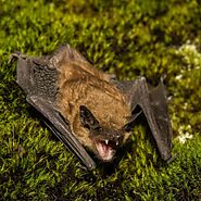 Bat Removal & Bat Removal From Attic