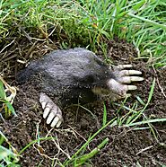 Mole Control St. Louis & Mole Pest Control Kansas City