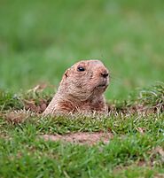 Groundhog Removal St. Louis & Groundhog Removal Kansas City