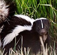 Skunk Removal Kansas City, Skunk Removal St. Louis, & Skunk Removal Columbia
