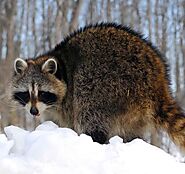 Nuisance Wildlife that Sticks Around Through the Winter