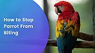 How to Stop Parrot From Biting | Our Pets and Friends