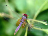 The World's Top 10 Most Amazing Dragonflies