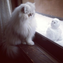 The World's Top 10 Best Pictures of Cats Looking out Windows
