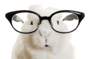 The World's Top 10 Best Images of Animals Wearing Glasses