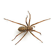 Spider Exterminator & Spider Pest Control St. Louis & Kansas City