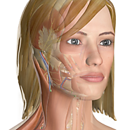 InnerBody.com | Your Interactive Guide to Human Anatomy