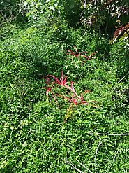 Red Aloe Vera by Red Aloe Vera Supply, red aloe vera, INR 9 kINR 15 / Kilogram | ID - 5516144