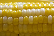 Grilled Corn on the Cob