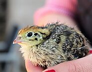 10 Interesting Facts About Baby Quails (With Pictures) - Devoted To Nature
