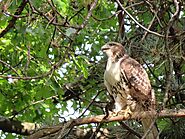 8 Types Of Hawks In New Jersey - Devoted To Nature
