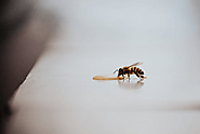 11 Best Organic Raw Honey Brands In 2021 - My Favorites